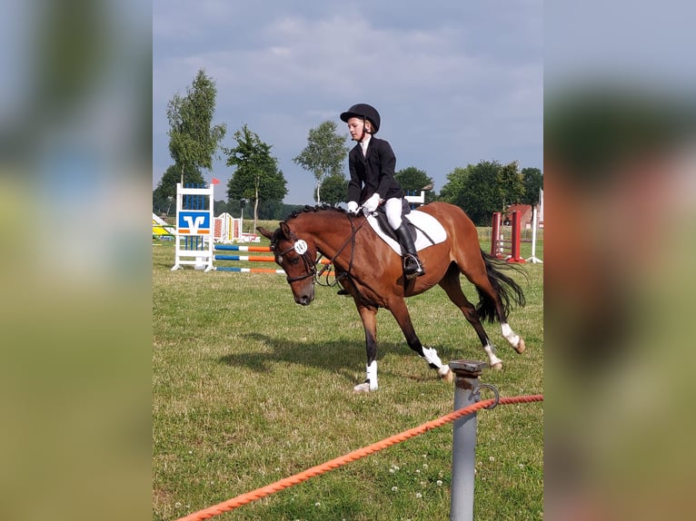 Duitse rijpony Merrie 19 Jaar 137 cm Bruin in Ritterhude