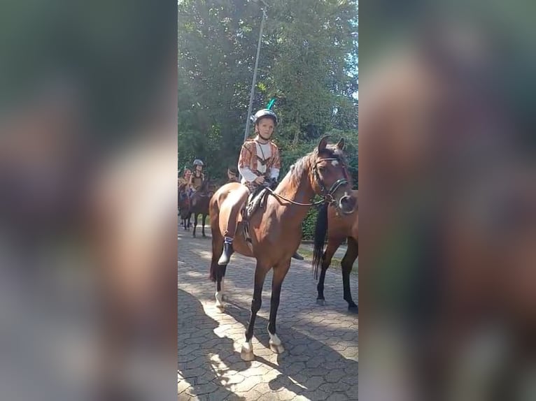 Duitse rijpony Merrie 19 Jaar 137 cm Bruin in Ritterhude