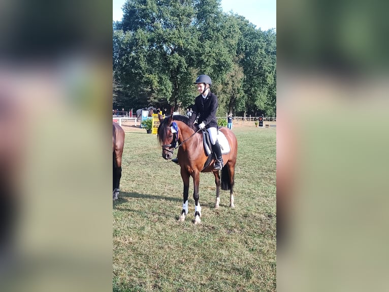 Duitse rijpony Merrie 19 Jaar 137 cm Bruin in Ritterhude