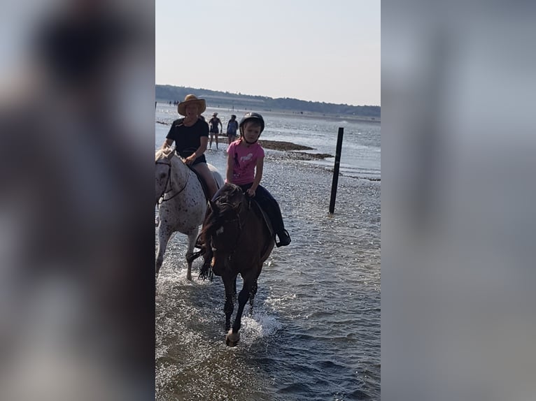 Duitse rijpony Merrie 19 Jaar 137 cm Bruin in Ritterhude