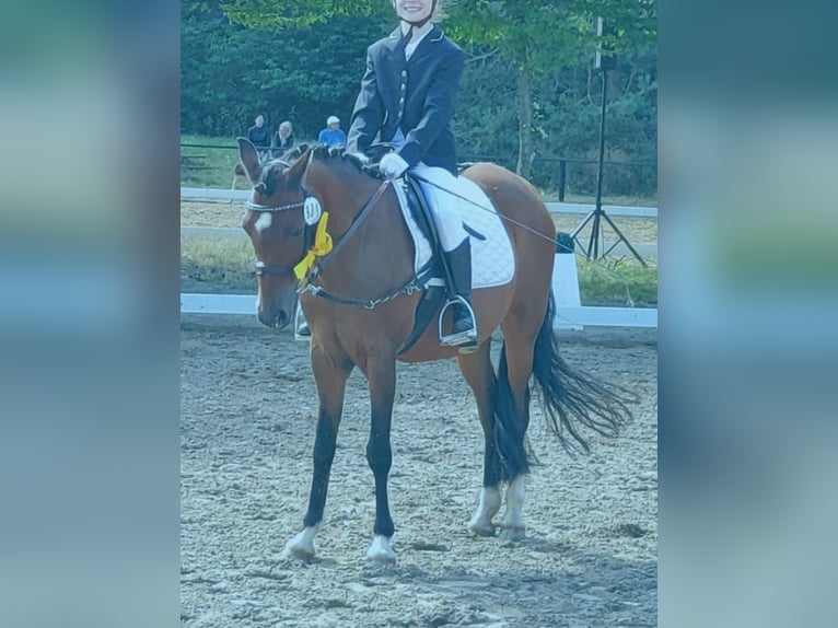 Duitse rijpony Merrie 19 Jaar 137 cm Bruin in Ritterhude