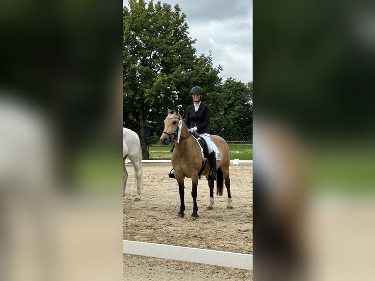 Duitse rijpony Mix Merrie 19 Jaar 140 cm Falbe in Rodgau
