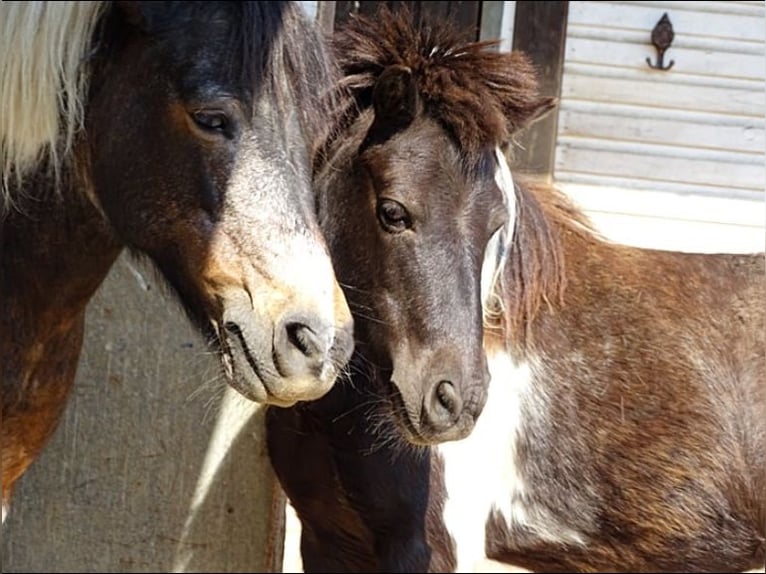 Duitse rijpony Mix Merrie 19 Jaar 140 cm Gevlekt-paard in Fuchsstadt