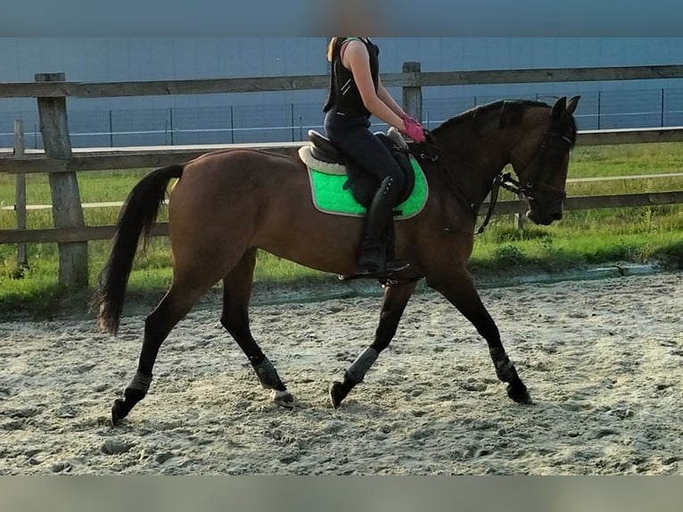Duitse rijpony Merrie 19 Jaar 146 cm Bruin in Steinfeld (Oldenburg)