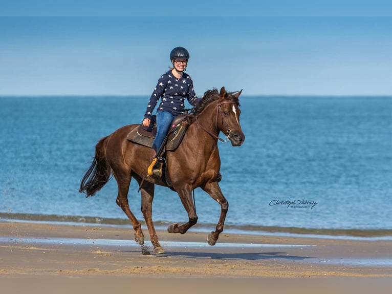 Duitse rijpony Merrie 19 Jaar 146 cm Donkere-vos in Trier