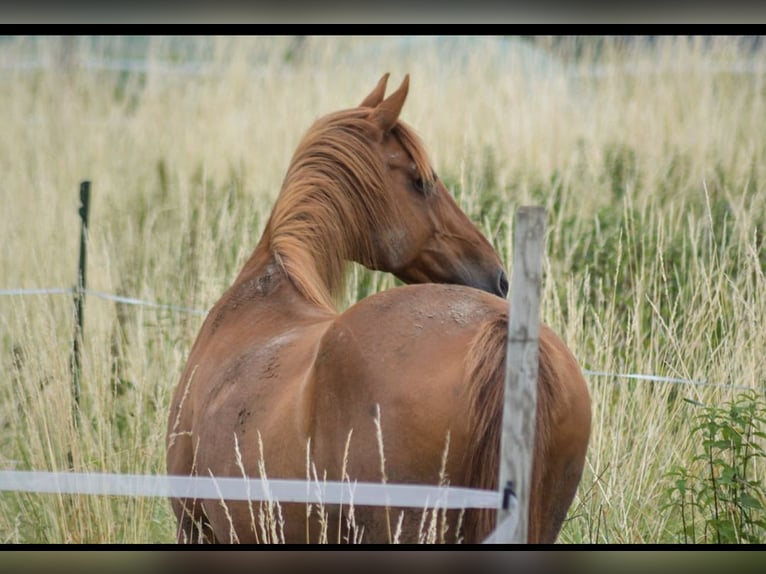 Duitse rijpony Mix Merrie 19 Jaar 149 cm Vos in Nürtingen