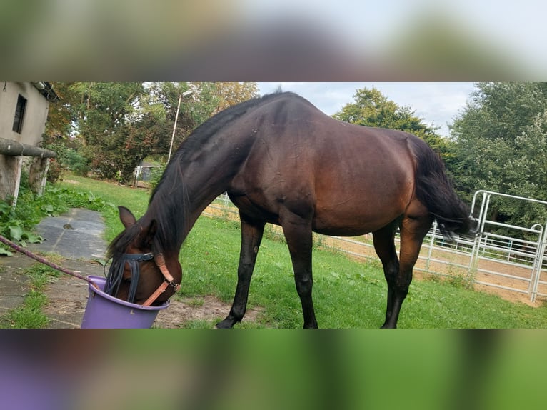 Duitse rijpony Merrie 19 Jaar 153 cm Bruin in Langen