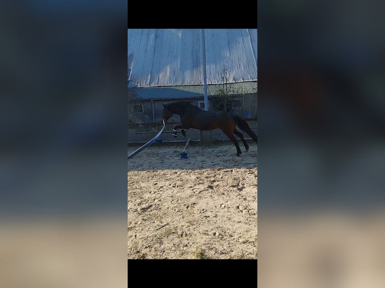 Duitse rijpony Merrie 19 Jaar 153 cm Bruin in Langen