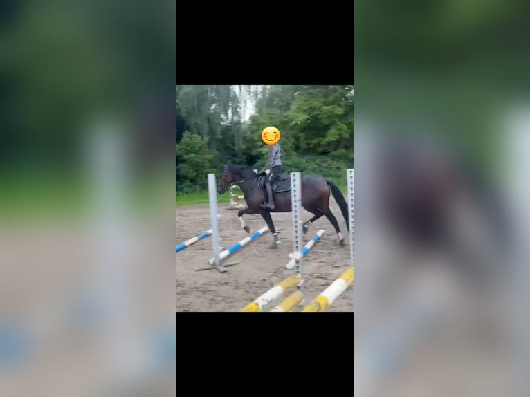 Duitse rijpony Merrie 19 Jaar 153 cm Bruin in Langen
