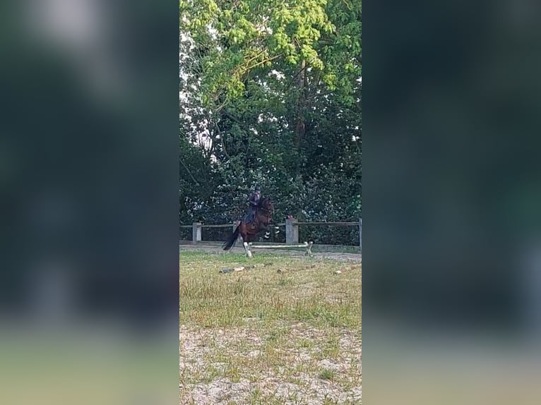 Duitse rijpony Merrie 19 Jaar 153 cm Bruin in Langen