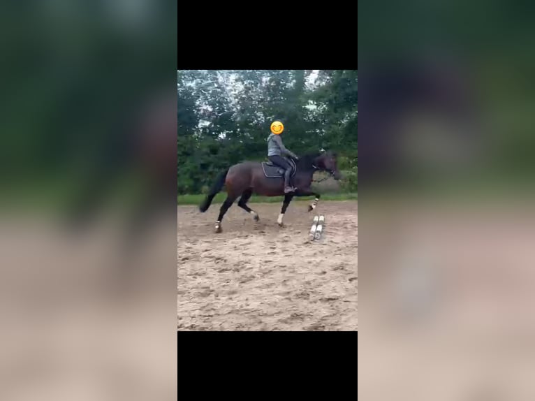 Duitse rijpony Merrie 19 Jaar 153 cm Bruin in Langen