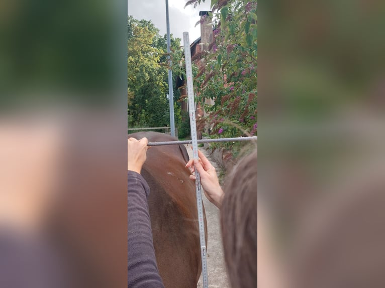 Duitse rijpony Merrie 19 Jaar 153 cm Bruin in Langen