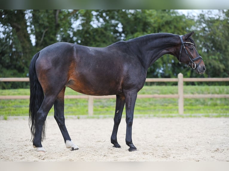 Duitse rijpony Merrie 19 Jaar 153 cm Donkerbruin in Riedstadt
