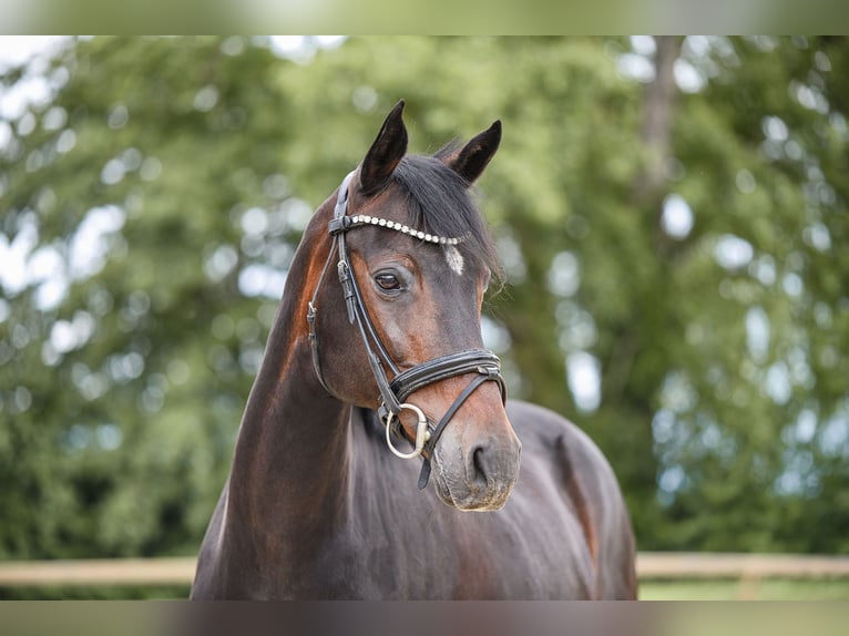 Duitse rijpony Merrie 19 Jaar 153 cm Donkerbruin in Riedstadt