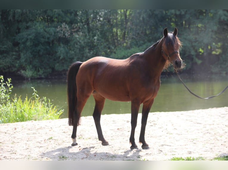 Duitse rijpony Merrie 19 Jaar Bruin in Metelen