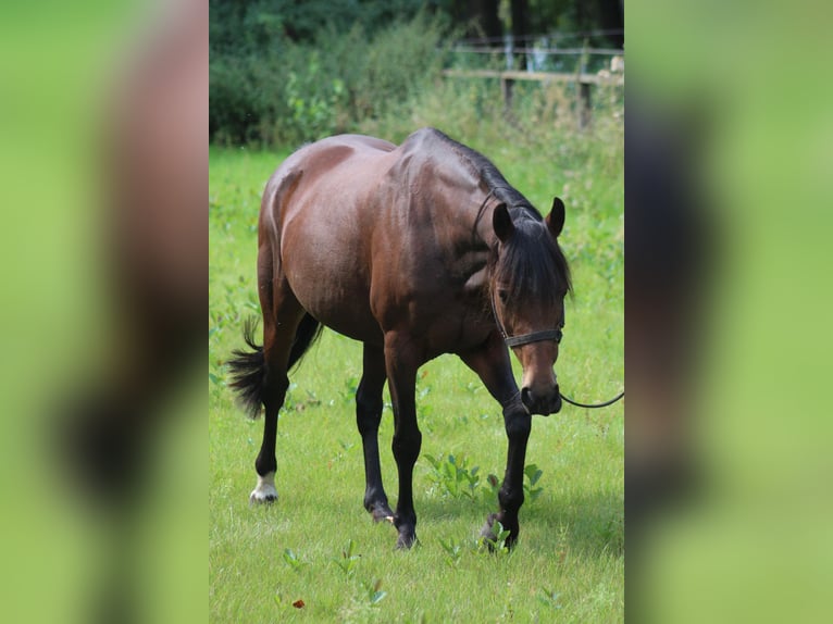Duitse rijpony Merrie 19 Jaar Bruin in Metelen