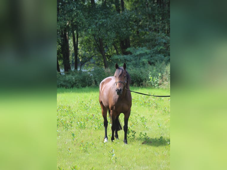 Duitse rijpony Merrie 19 Jaar Bruin in Metelen