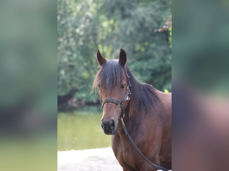 Duitse rijpony Merrie 19 Jaar Bruin in Metelen
