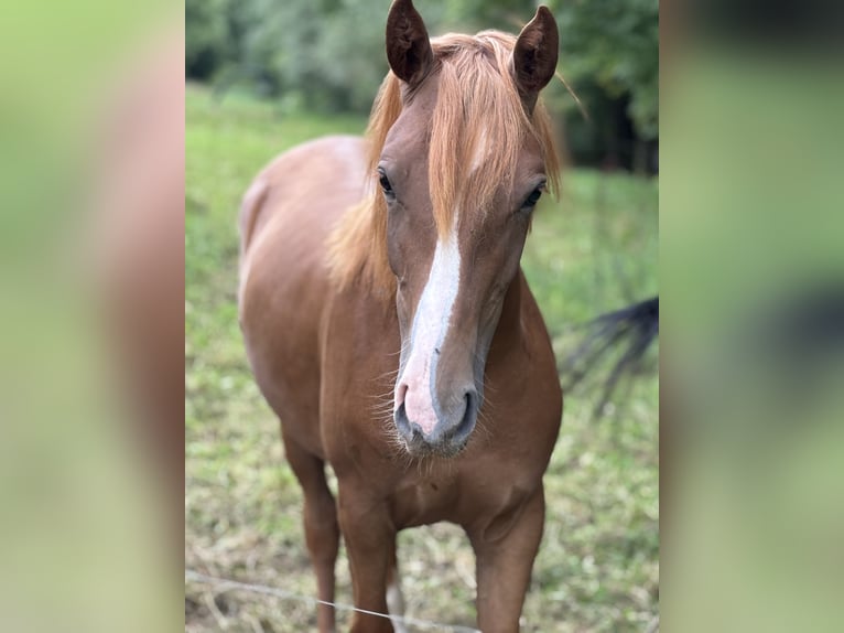 Duitse rijpony Mix Merrie 1 Jaar 130 cm Donkere-vos in WehretaL Duitse rijpony Mix Merrie 1 Jaar 130 cm Donkere-vos in WehretaL