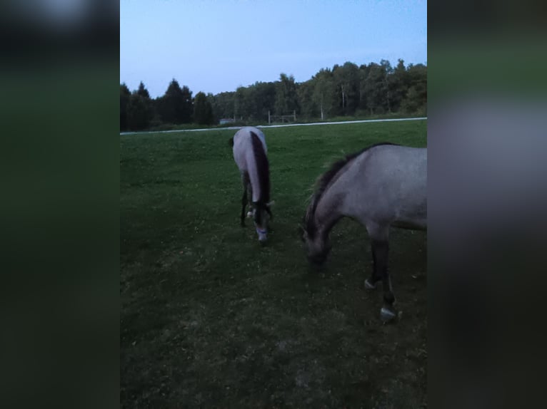 Duitse rijpony Merrie 1 Jaar 133 cm Buckskin in B&#xE4;rnau