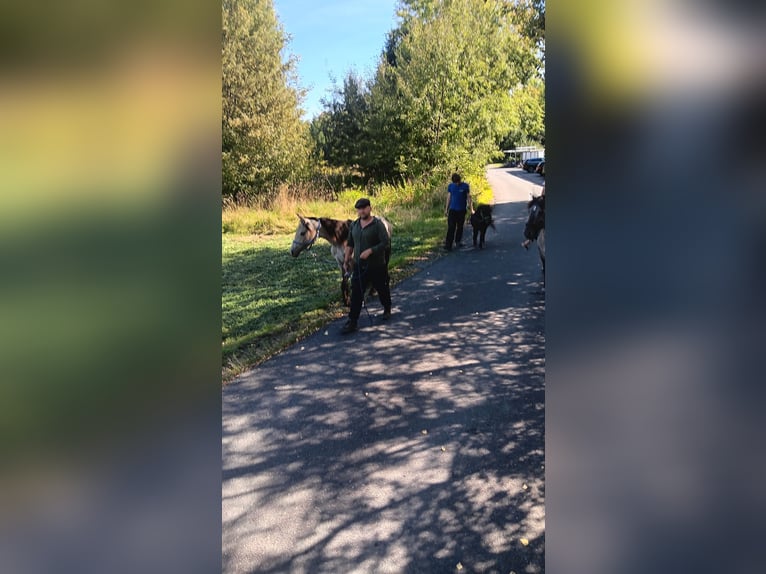 Duitse rijpony Merrie 1 Jaar 133 cm Buckskin in B&#xE4;rnau