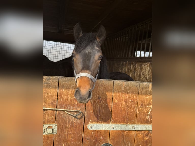 Duitse rijpony Merrie 1 Jaar 134 cm Bruin in Leipzig