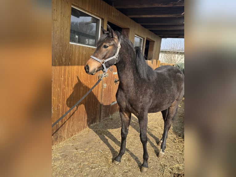 Duitse rijpony Merrie 1 Jaar 134 cm Bruin in Leipzig