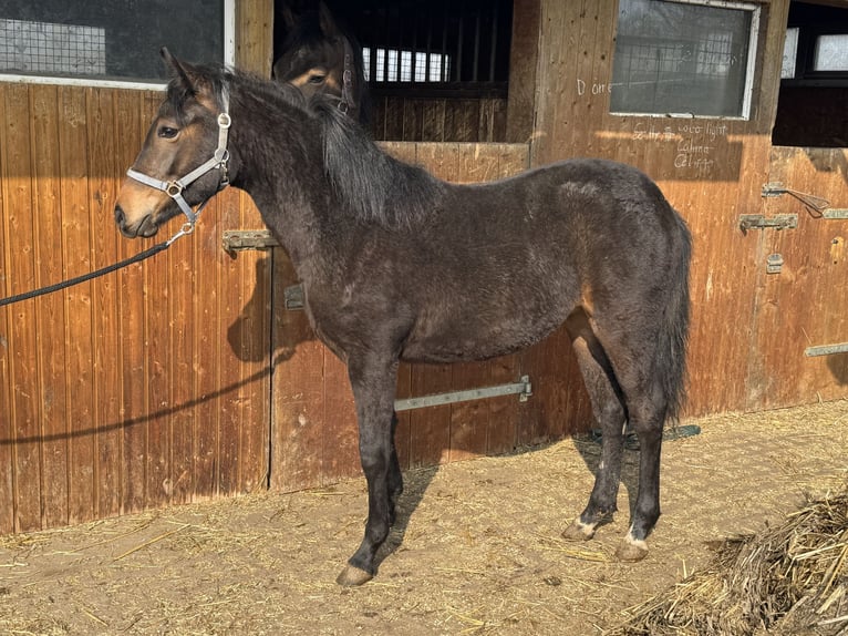 Duitse rijpony Merrie 1 Jaar 134 cm Bruin in Leipzig