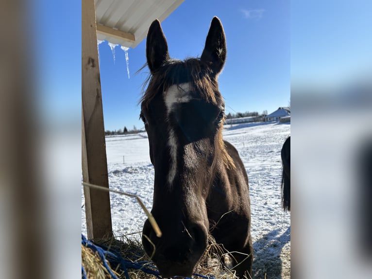 Duitse rijpony Mix Merrie 1 Jaar 140 cm Donkerbruin in Sanitz