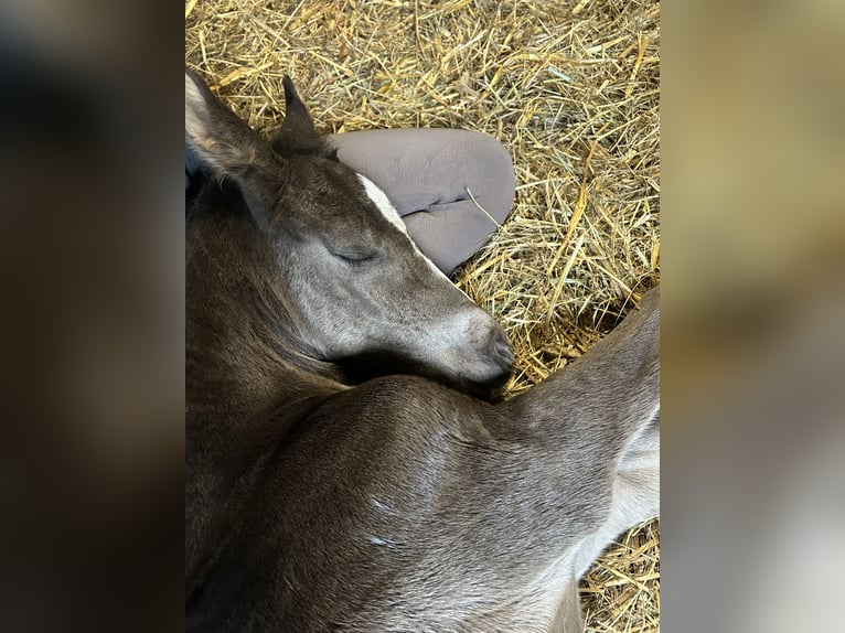 Duitse rijpony Mix Merrie 1 Jaar 140 cm Donkerbruin in Sanitz