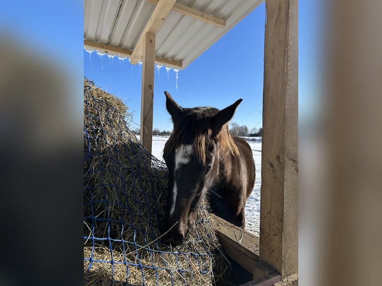 Duitse rijpony Mix Merrie 1 Jaar 140 cm Donkerbruin in Sanitz