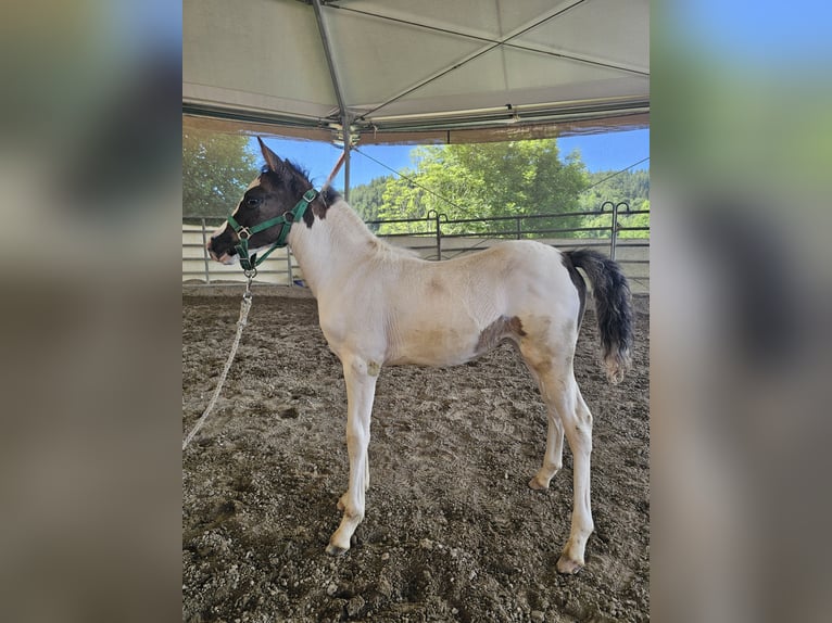 Duitse rijpony Mix Merrie 1 Jaar 140 cm Gevlekt-paard in Steinen