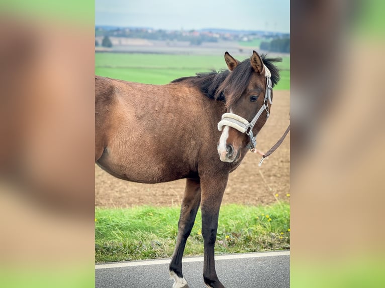 Duitse rijpony Mix Merrie 1 Jaar 143 cm in schöppenstedt