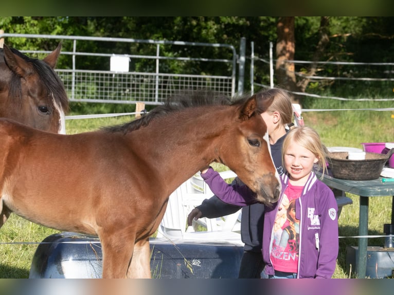 Duitse rijpony Merrie 1 Jaar 145 cm Bruin in Dörpstedt