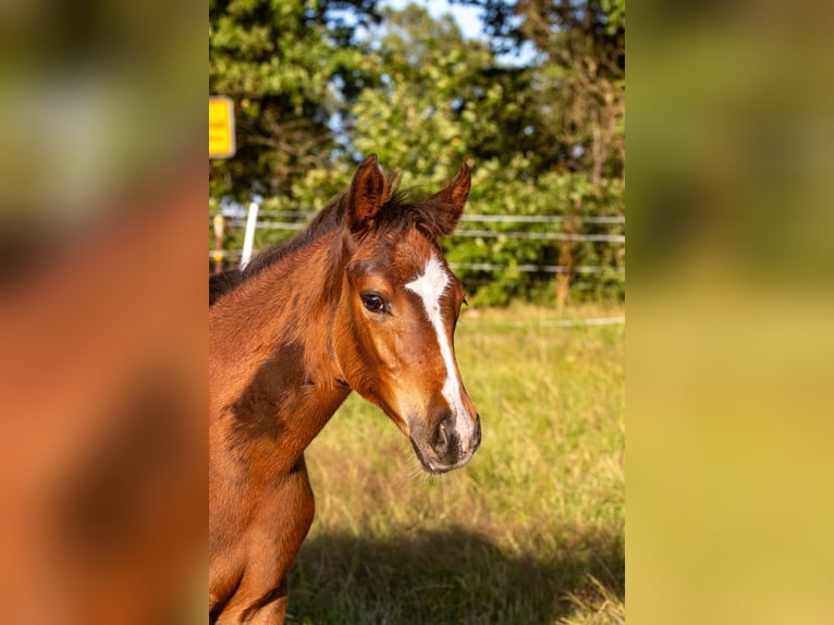 Duitse rijpony Merrie 1 Jaar 145 cm Bruin in Dörpstedt