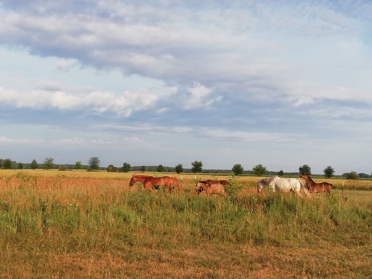 Duitse rijpony Merrie 1 Jaar 145 cm Buckskin in Beelitz