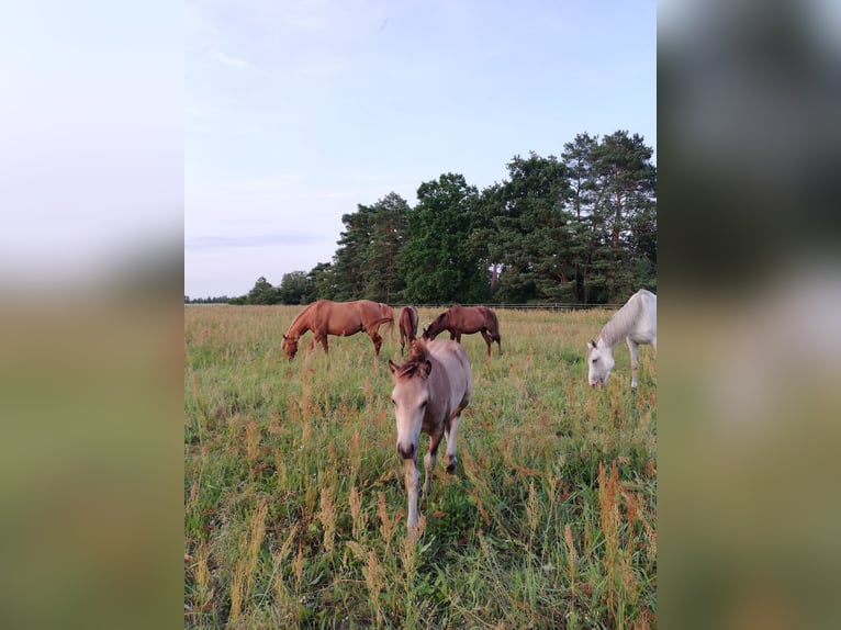 Duitse rijpony Merrie 1 Jaar 145 cm Buckskin in Beelitz