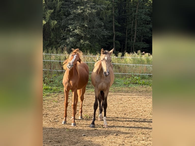 Duitse rijpony Merrie 1 Jaar 146 cm Vos in Bad Berneck im Fichtelgebirge
