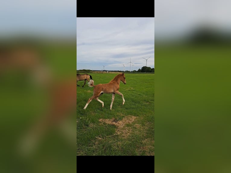 Duitse rijpony Merrie 1 Jaar 146 cm Vos in Geestland