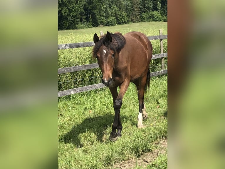 Duitse rijpony Merrie 1 Jaar 147 cm Bruin in Willisau