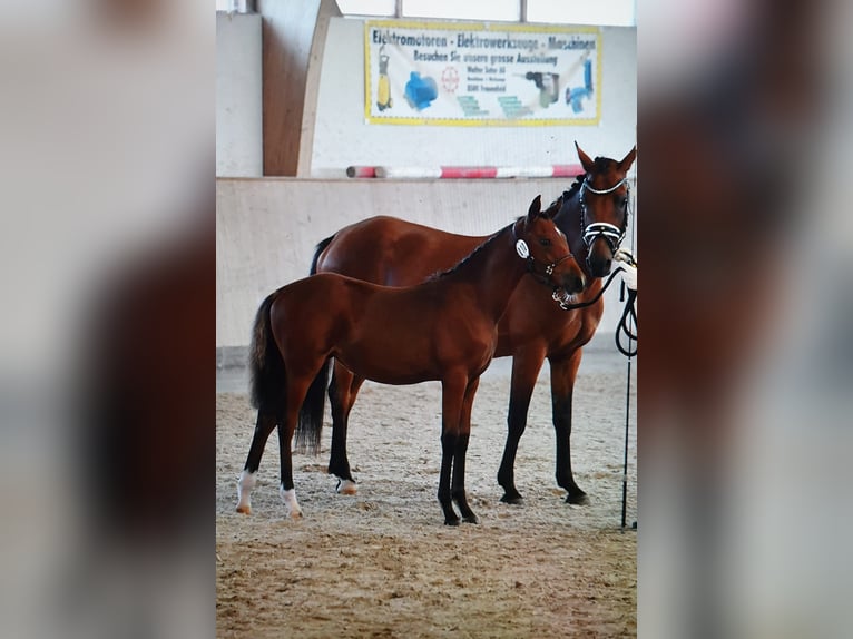 Duitse rijpony Merrie 1 Jaar 147 cm Bruin in Willisau