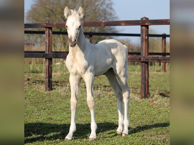 Duitse rijpony Merrie 1 Jaar 147 cm Palomino in Dalfsen