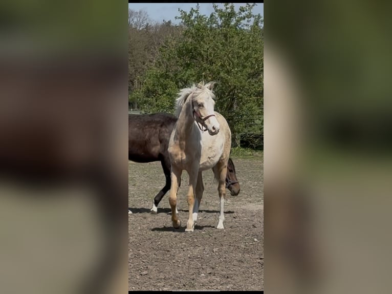 Duitse rijpony Merrie 1 Jaar 147 cm Palomino in Langwedel