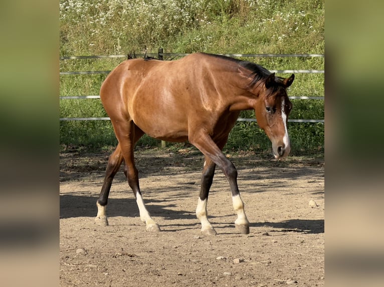 Duitse rijpony Mix Merrie 1 Jaar 148 cm Bruin in Waldshut-Tiengen