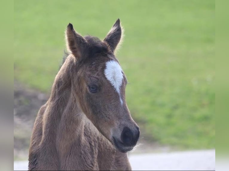 Duitse rijpony Merrie 1 Jaar 148 cm Buckskin in St.Georgen an der Leys