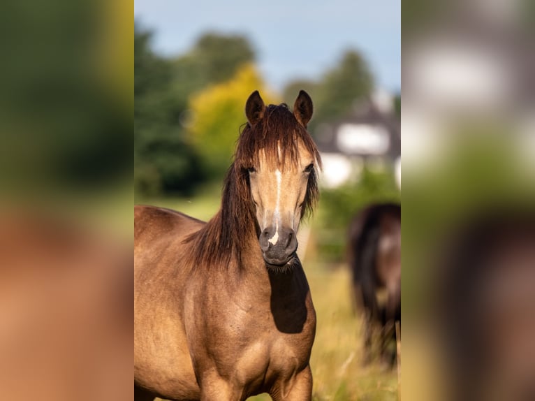 Duitse rijpony Merrie 1 Jaar 148 cm Buckskin in Hohenlockstedt