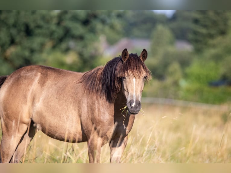 Duitse rijpony Merrie 1 Jaar 148 cm Buckskin in Hohenlockstedt