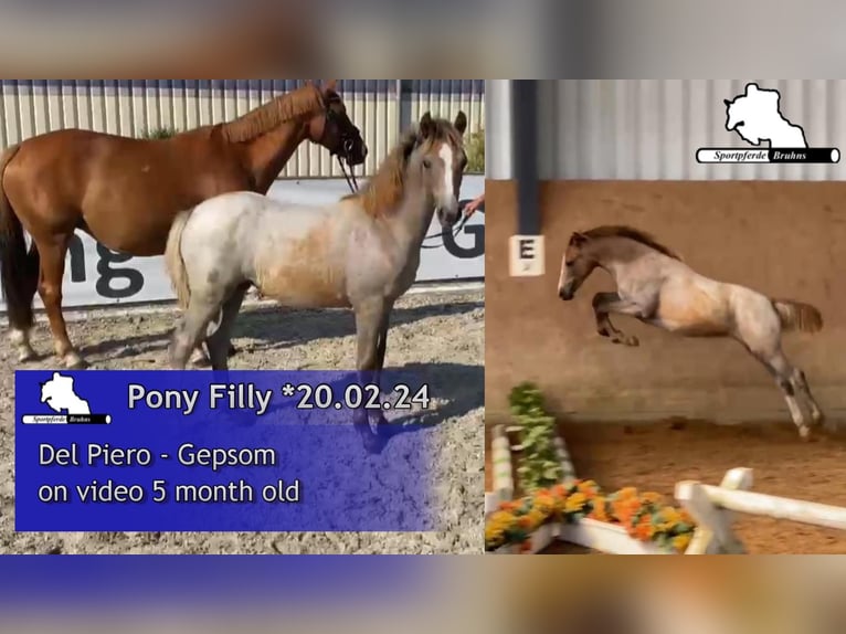 Duitse rijpony Merrie 1 Jaar 148 cm Cremello in Gadow