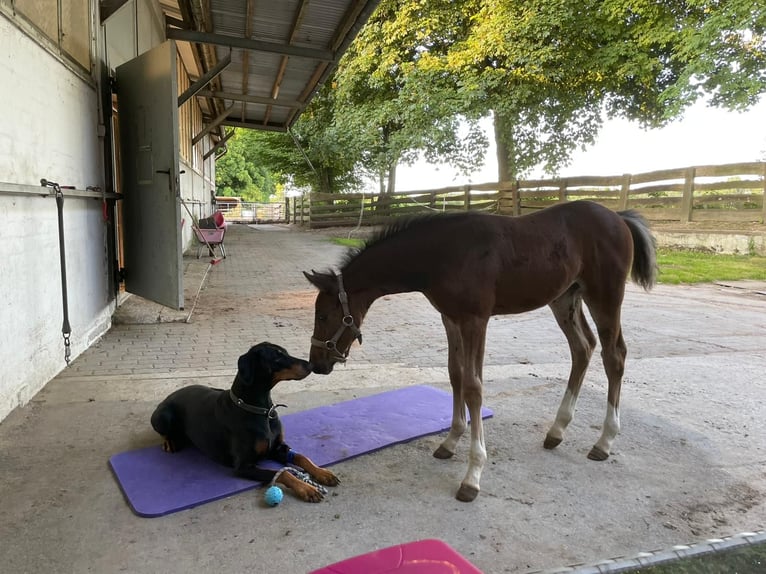 Duitse rijpony Merrie 1 Jaar 148 cm Donkerbruin in Möhnesee