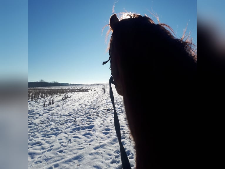 Duitse rijpony Merrie 1 Jaar 148 cm Donkere-vos in Wipperfürth